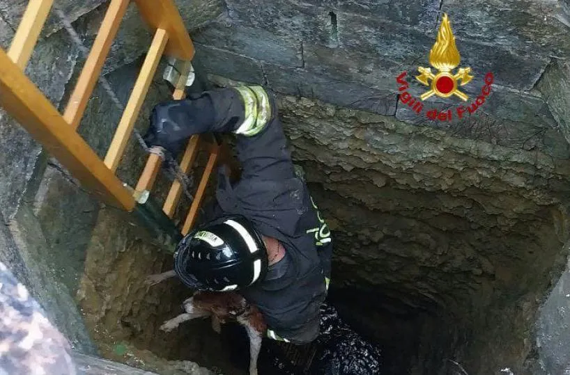 Latiano, cane da caccia cade in un pozzo profondo 10 metri: salvato dai ...