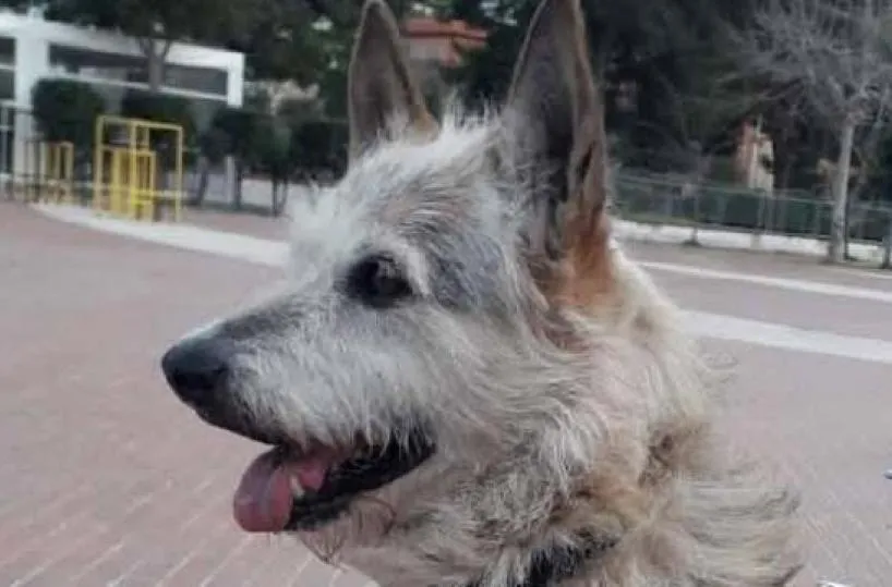 Margherita di Savoia, addio a Black: l’ultimo cane di quartiere. Il ricordo dei volontari: «Un pezzo di storia cittadina»